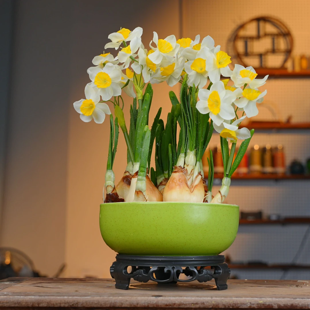 【7-9颗】漳州水仙花水养花卉带叶芽家居花卉室内盆栽桌面植物