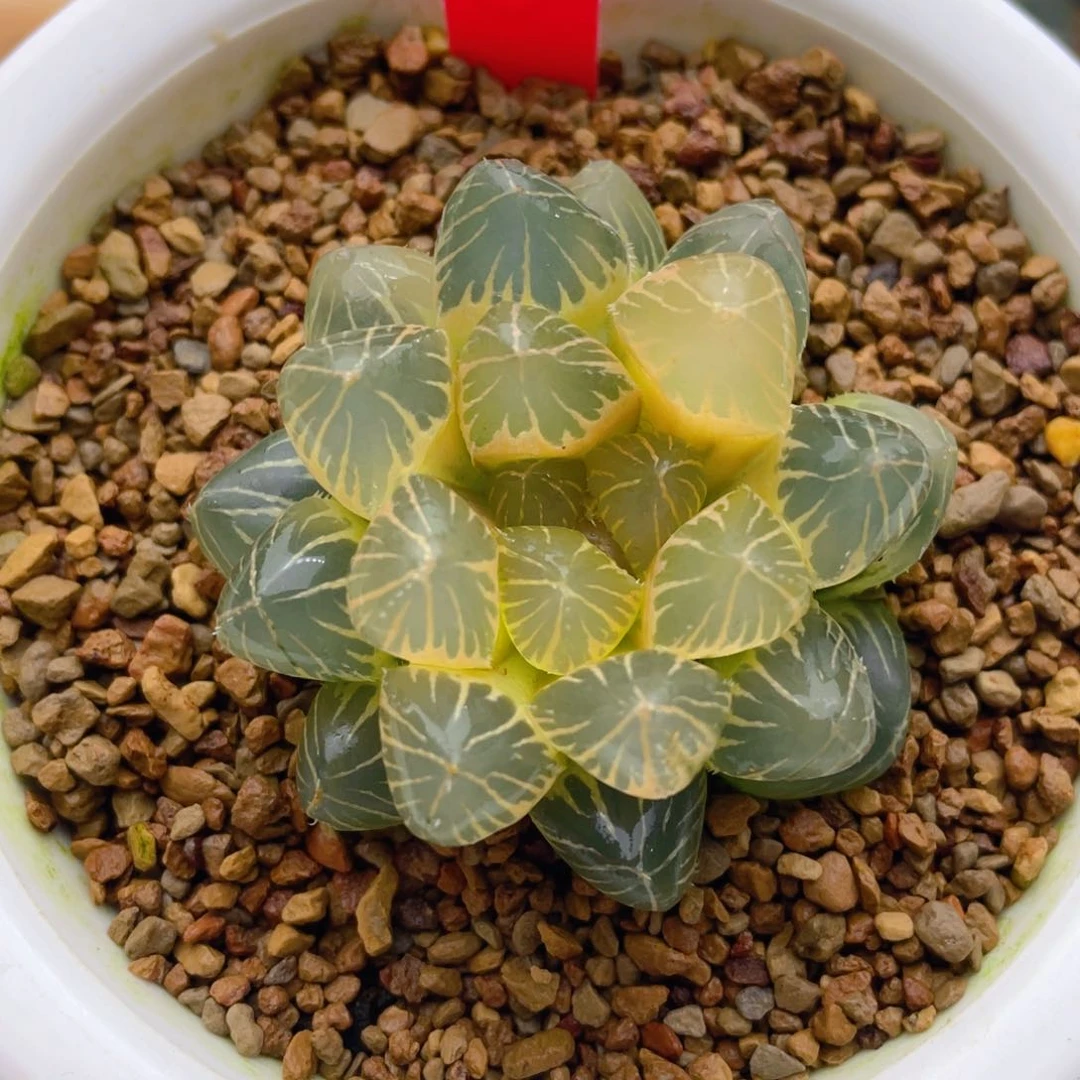 糊斑龙爪玉露锦十二卷