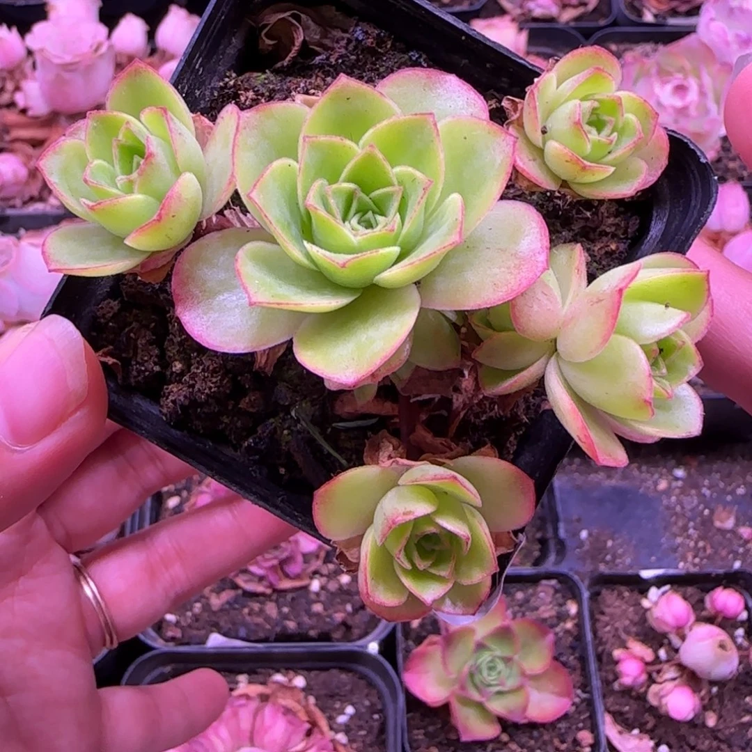 半城玫瑰七方杯橘子彤大帕517