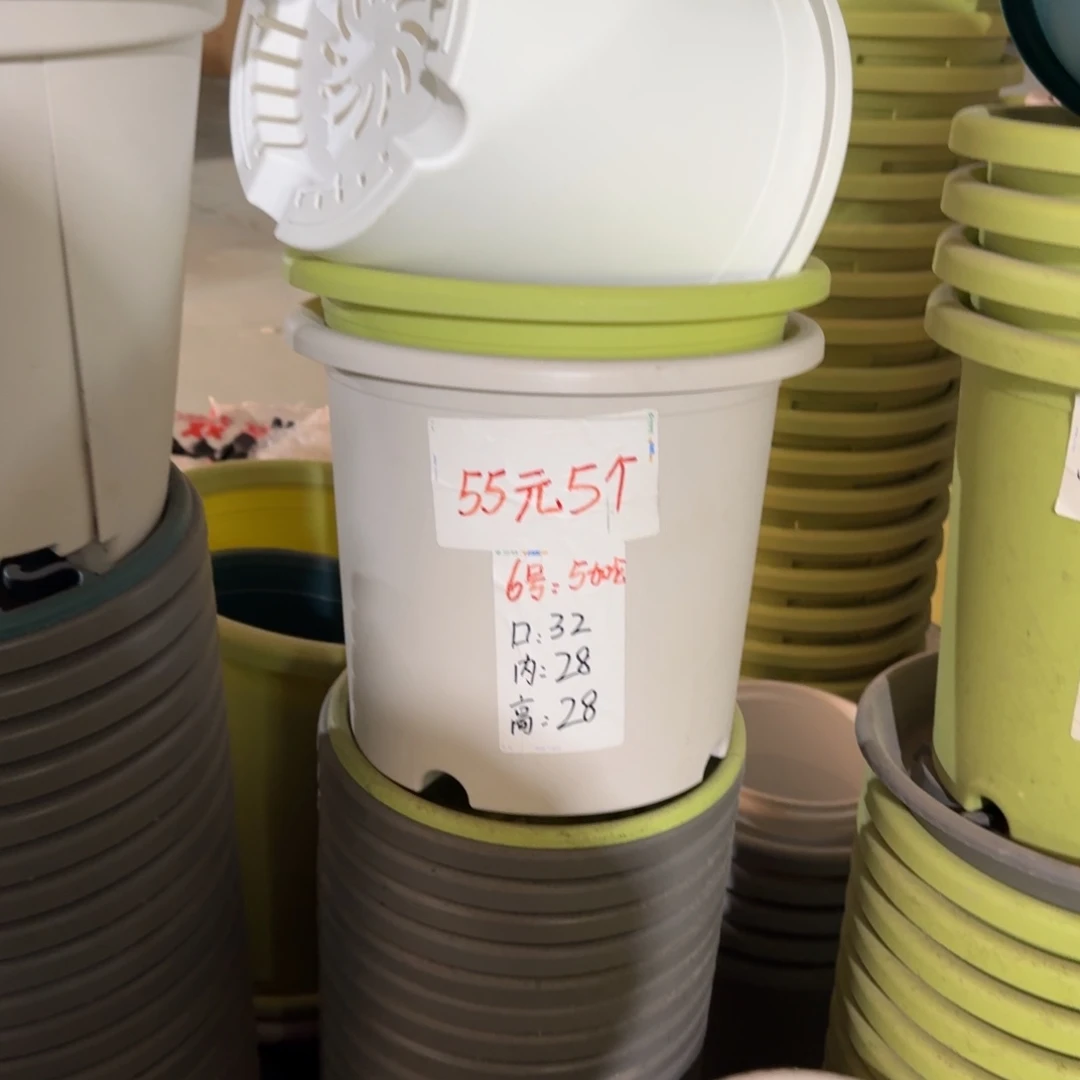 四季6#口径32无拖果绿10个