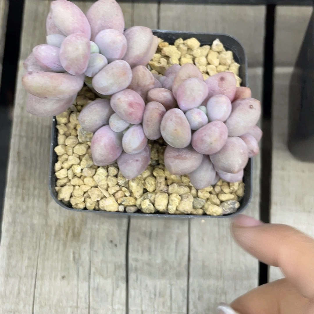 桃花奶酪（又名仙子奶，宝石奶）