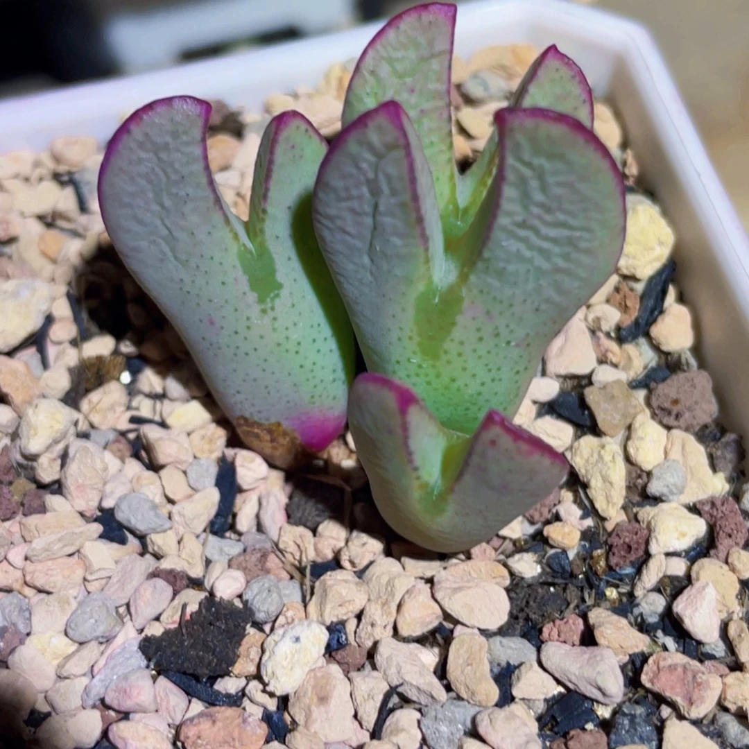 粉体大眼少将植物一物一拍