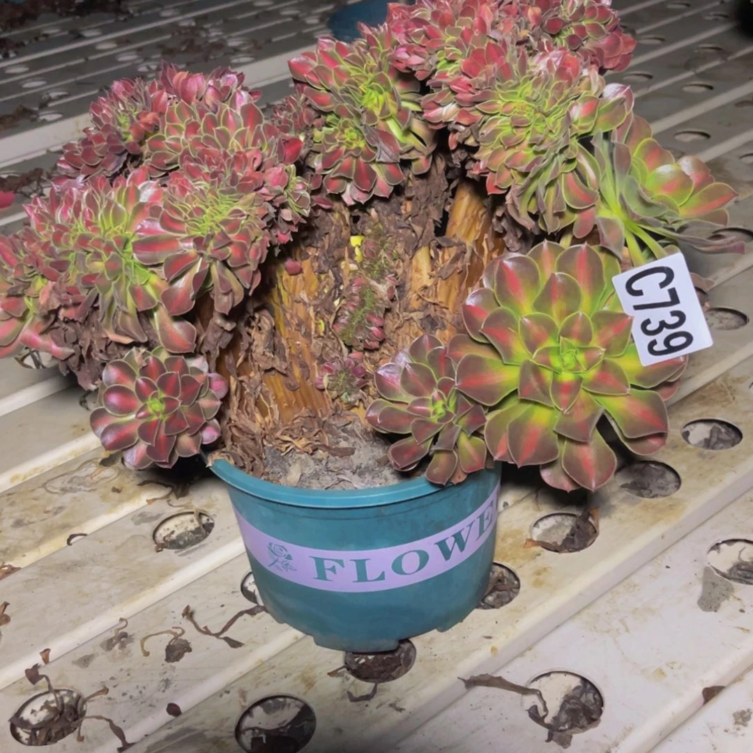 女巫宽中班7/////8包邮