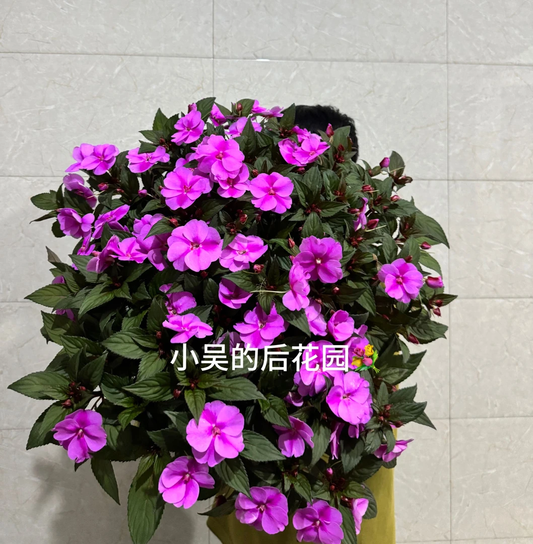 浅紫双色超级凤仙桑蓓斯耐寒耐热开花性极好，疯狂爆花，耐晒耐半阴