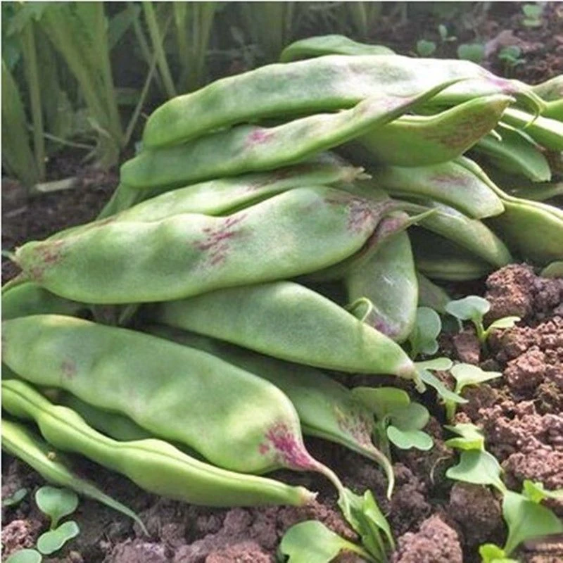 一点红油豆种子将军王东北豆角宽芸豆种籽不鼓豆抗寒豆角