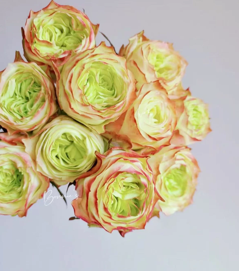 【A级-冒险玫瑰20支】鲜花任意满2单发顺丰或德邦 云南鲜花