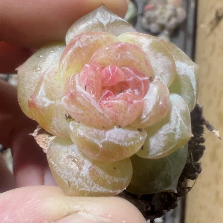 冰魄糖心精品多肉植物