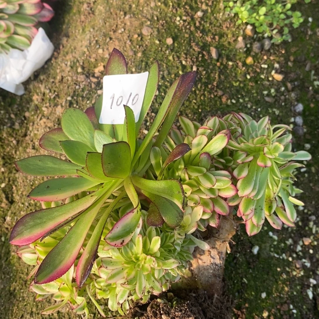 1010祝荣缀多肉植物