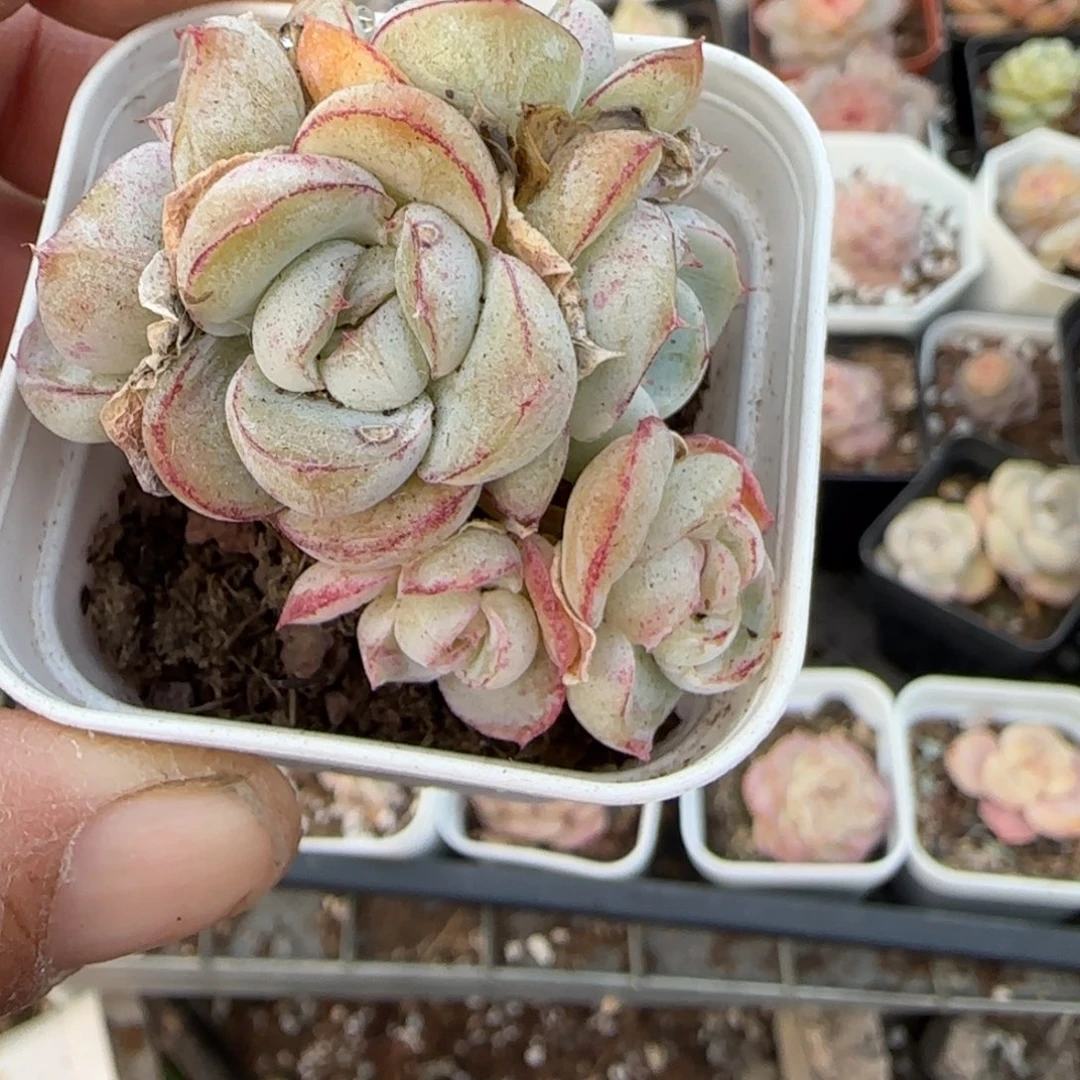 多肉小卡拉米糖心一物一拍