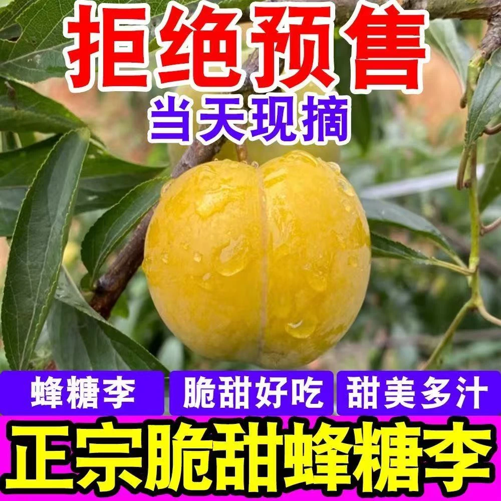 【顺丰包邮】正宗四川蜂糖李脱骨李子应季现摘新鲜水果3斤5斤包邮