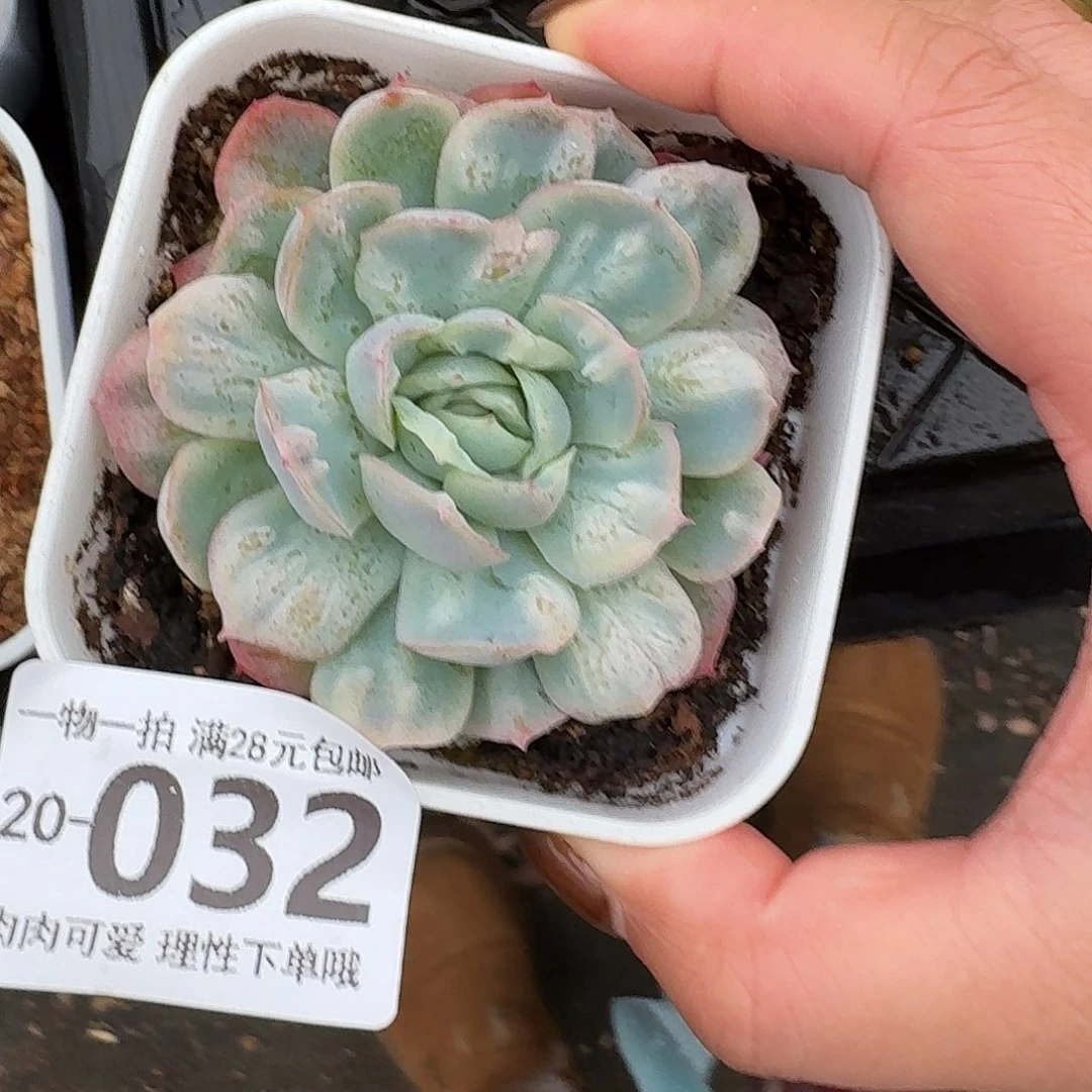 泡泡纱裙无盆土发货