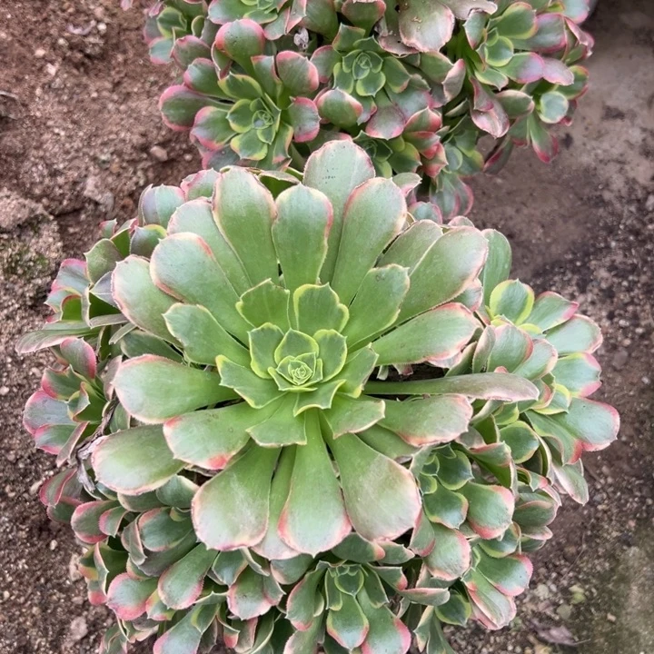 特斯拉手捧多肉植物法师量