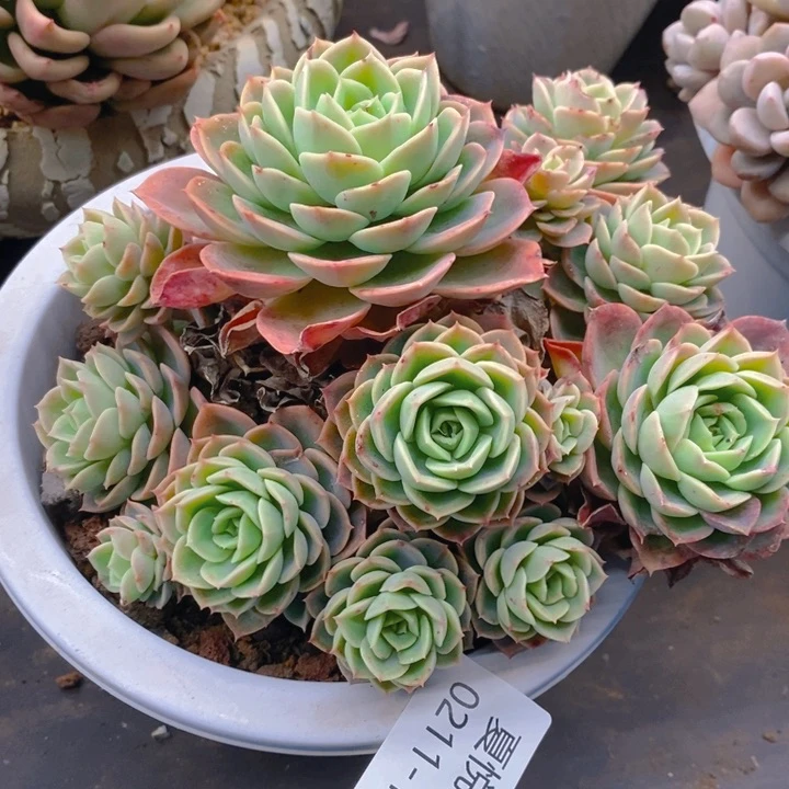 夏悦多肉0211-122哈密瓜