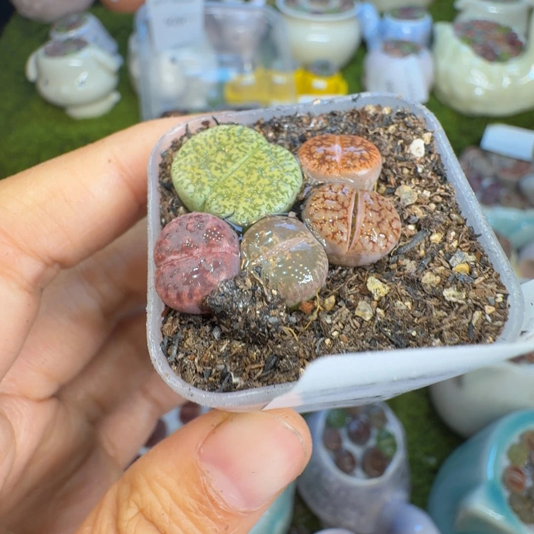 小***宝多肉植物福利冲931