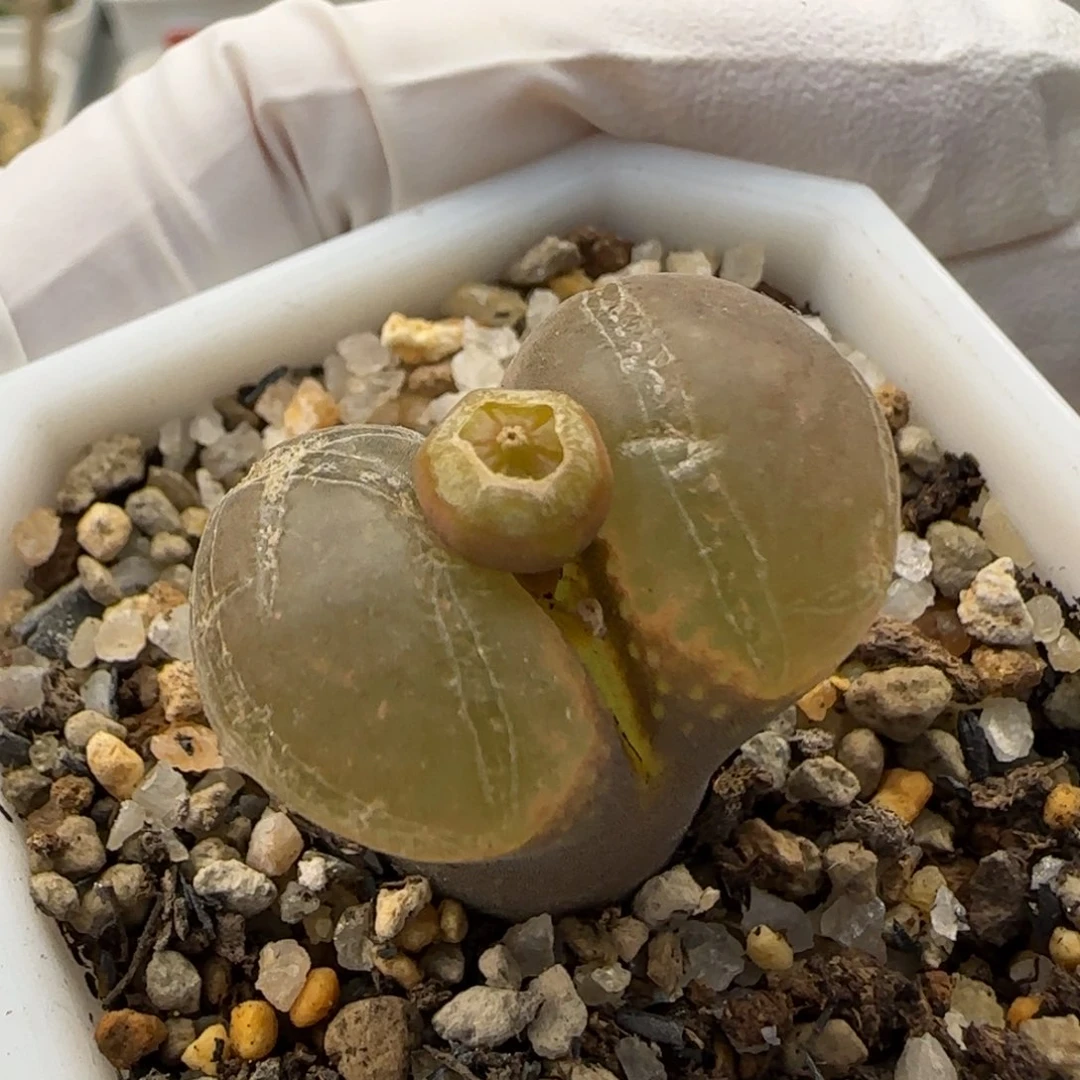 12-27-3-3当天满38包邮清货2.7cm鼓翻窗大型风铃脱土