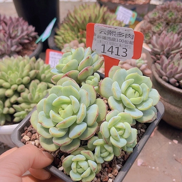 1413香草。