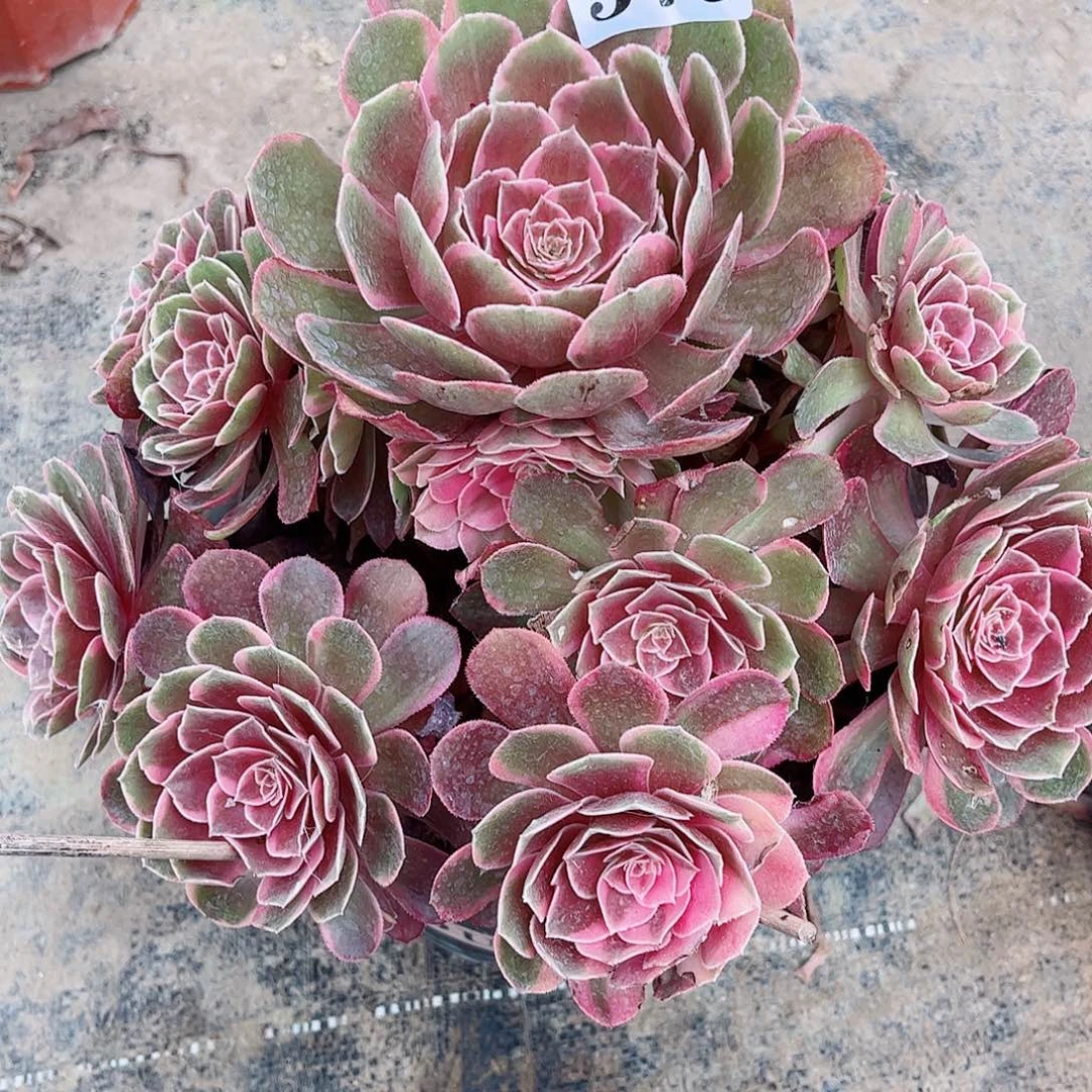 无花朵招****制多肉植物倾城之恋寄养