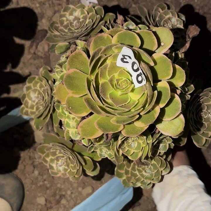 903孔雀翎多肉植物不售后