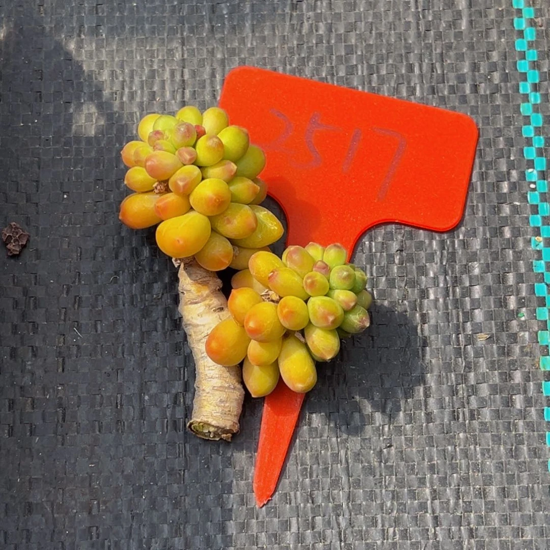 2517号上午多肉植物群生多肉