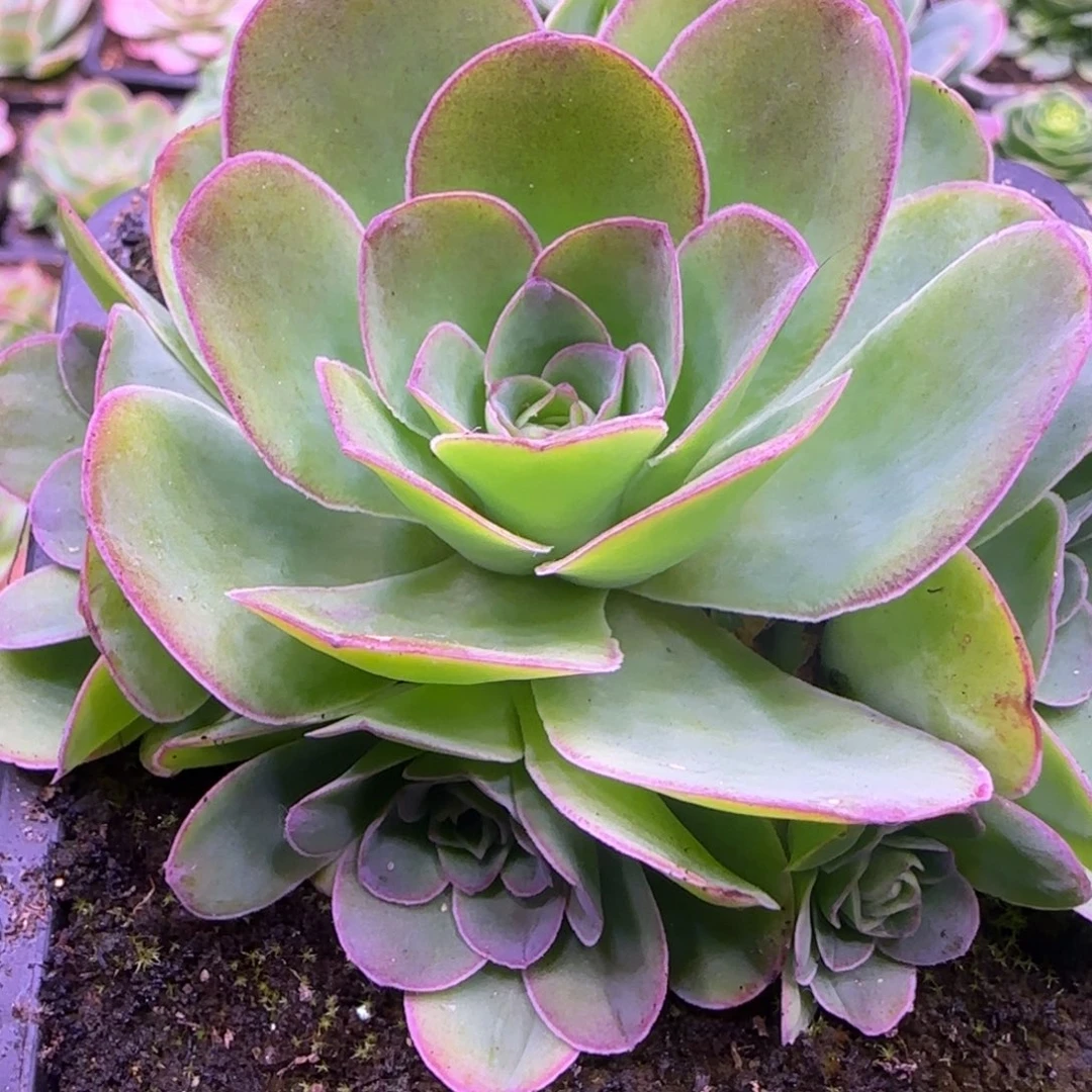 烟雨玫瑰9厘米捧花1424242422