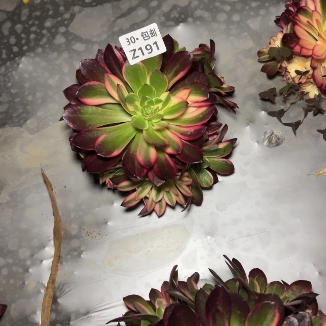 191黑魔多肉法师