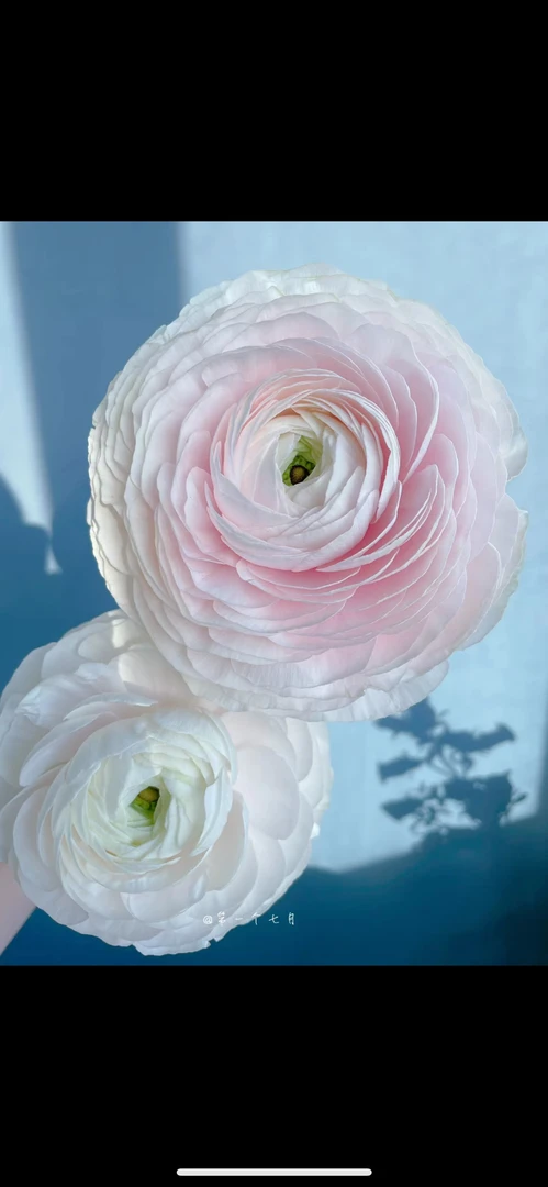 [短腿河内洋牡丹]草花一单不发货！！