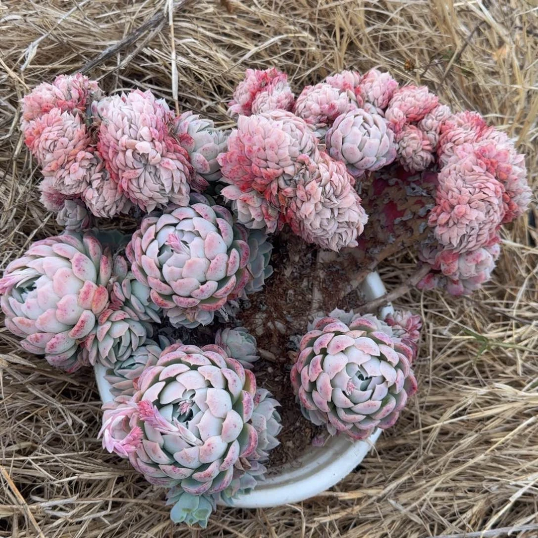 ?****7在你身边陪了好