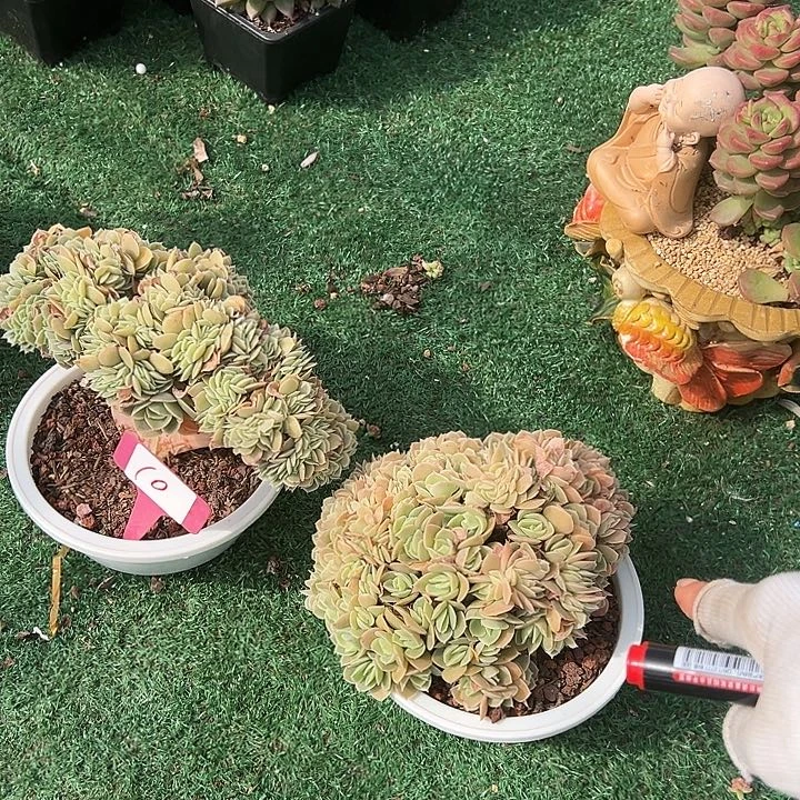 10星娜一个脱土多肉