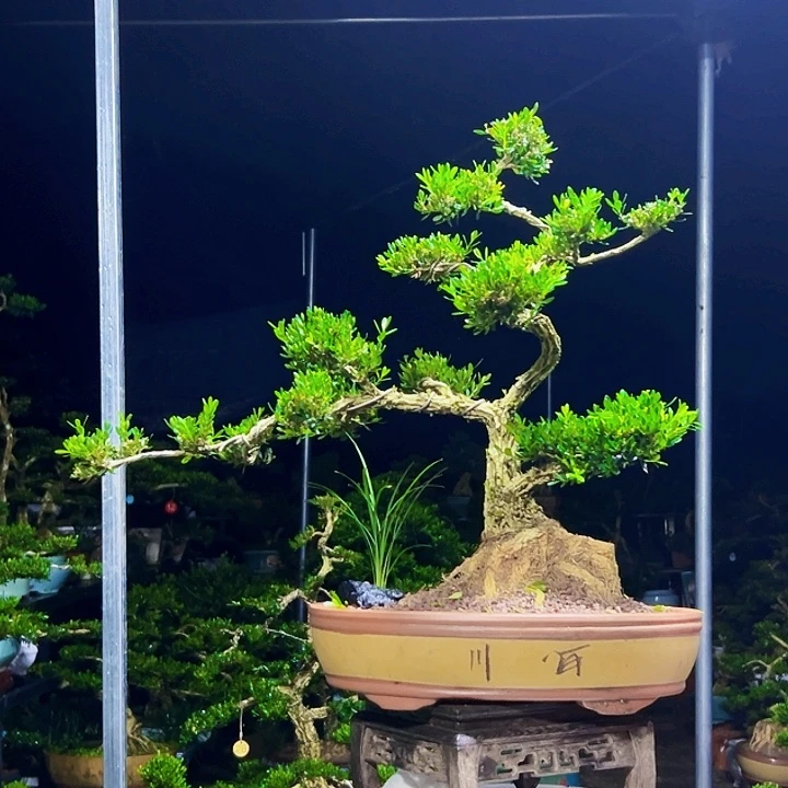 无花朵黄杨木