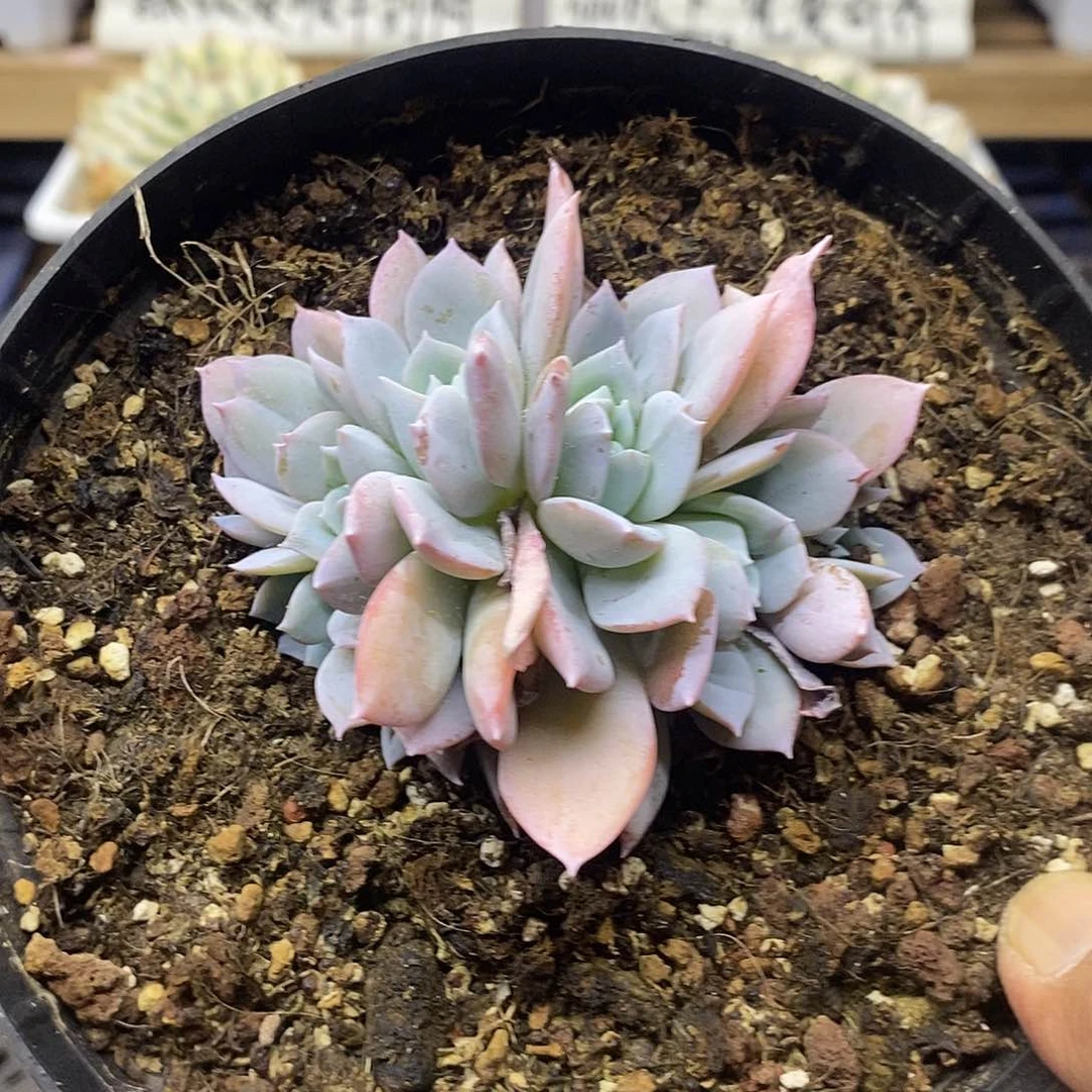 15110 白茶朵朵缀