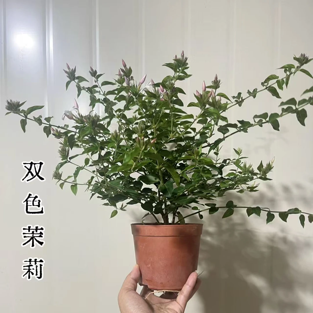 【精品茉莉花】带花苞原土原盆发货