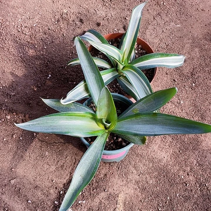 立***陈完全开放龙舌兰裸根两个