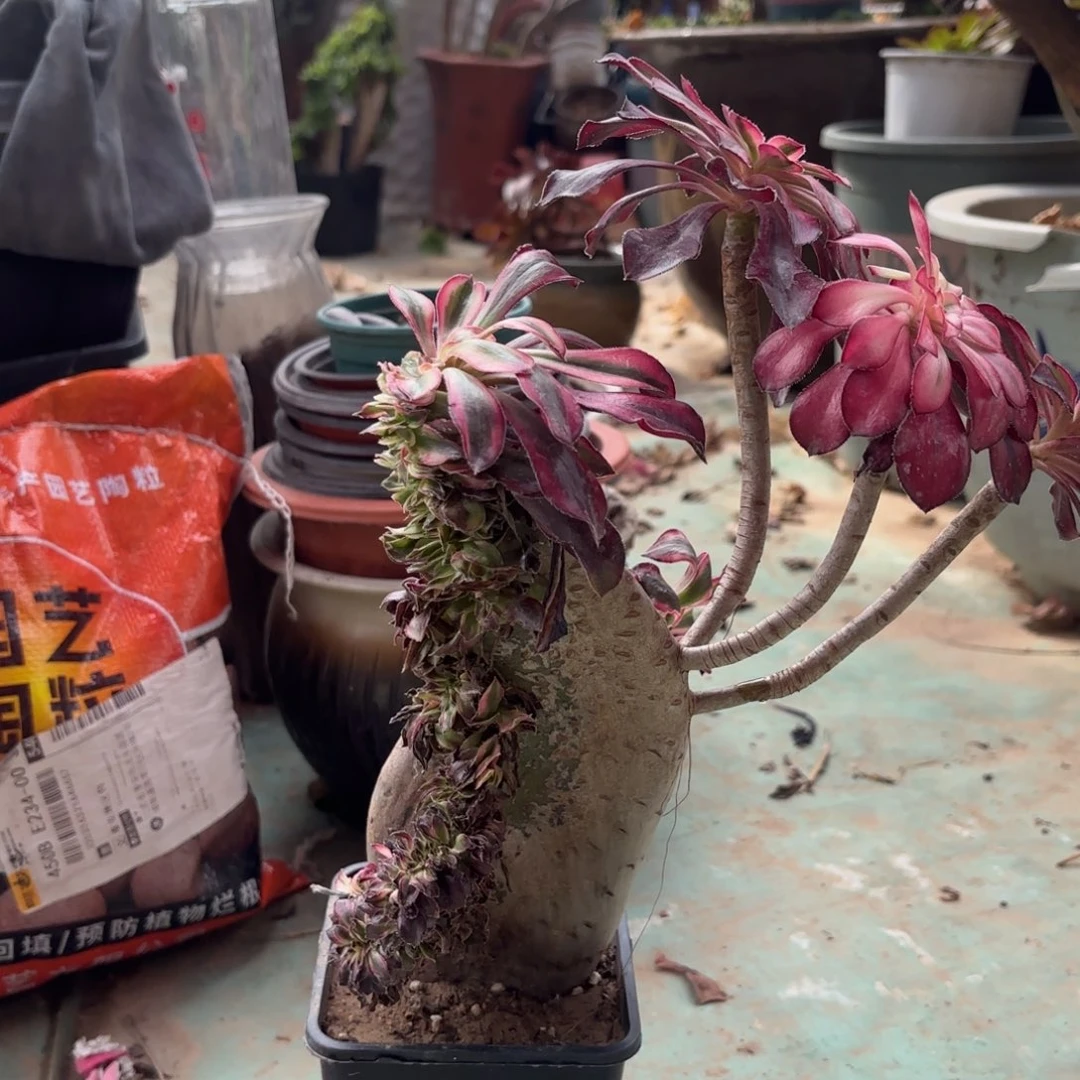 红陶哈哈哈哈哈哈哈哈哈