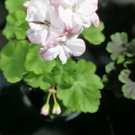 当前无花栽培后可以开花桃花