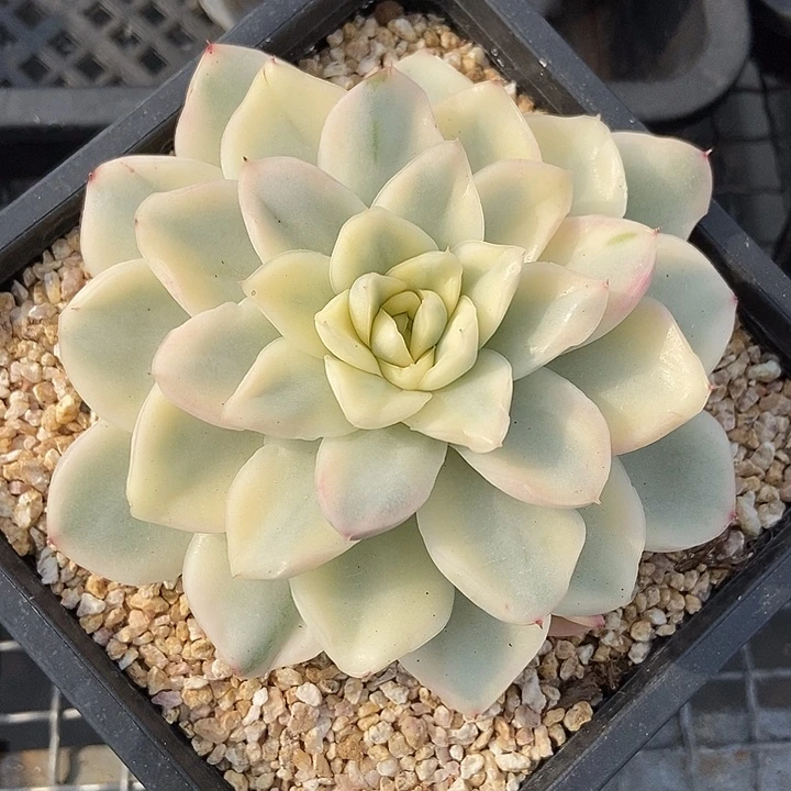 雪鸢锦多肉植物的