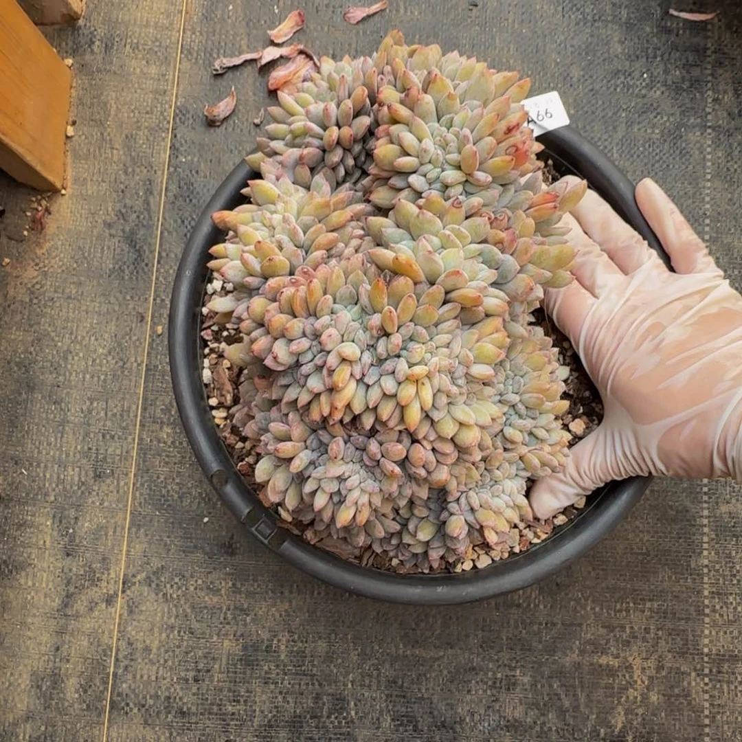 a 66号一物一拍呀