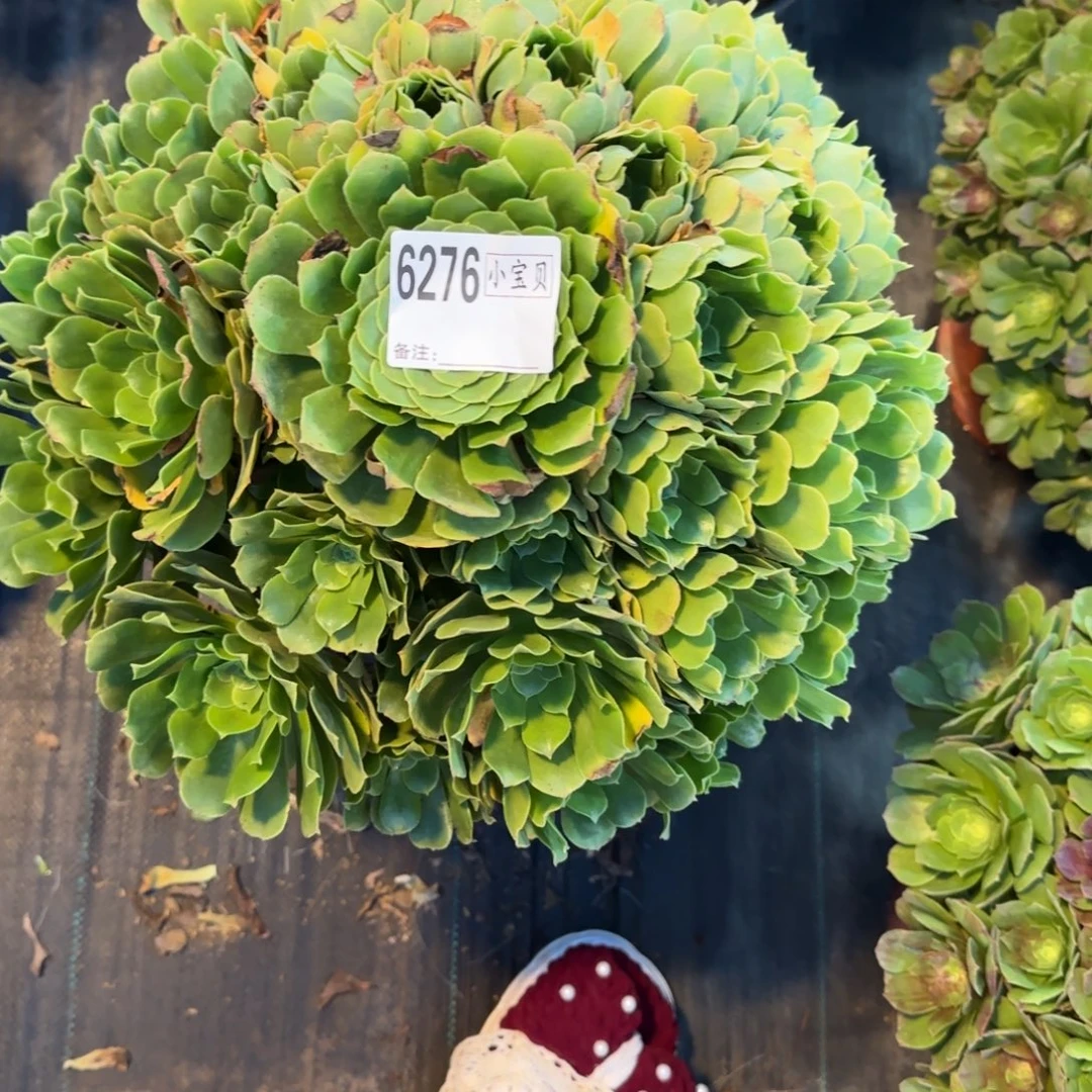 小****6276多肉绿羊绒多肉多肉