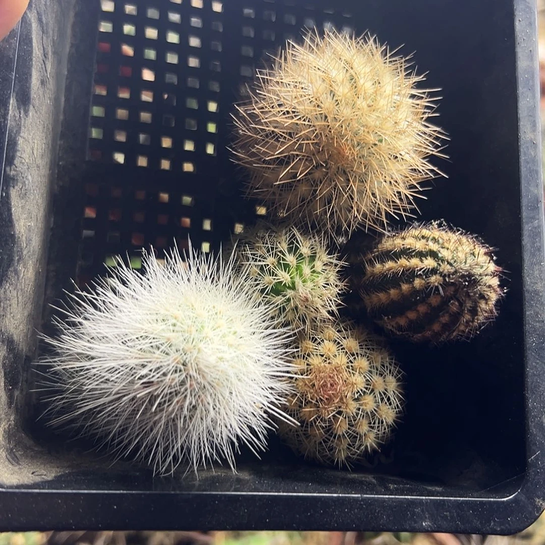 虾仙人球111111111