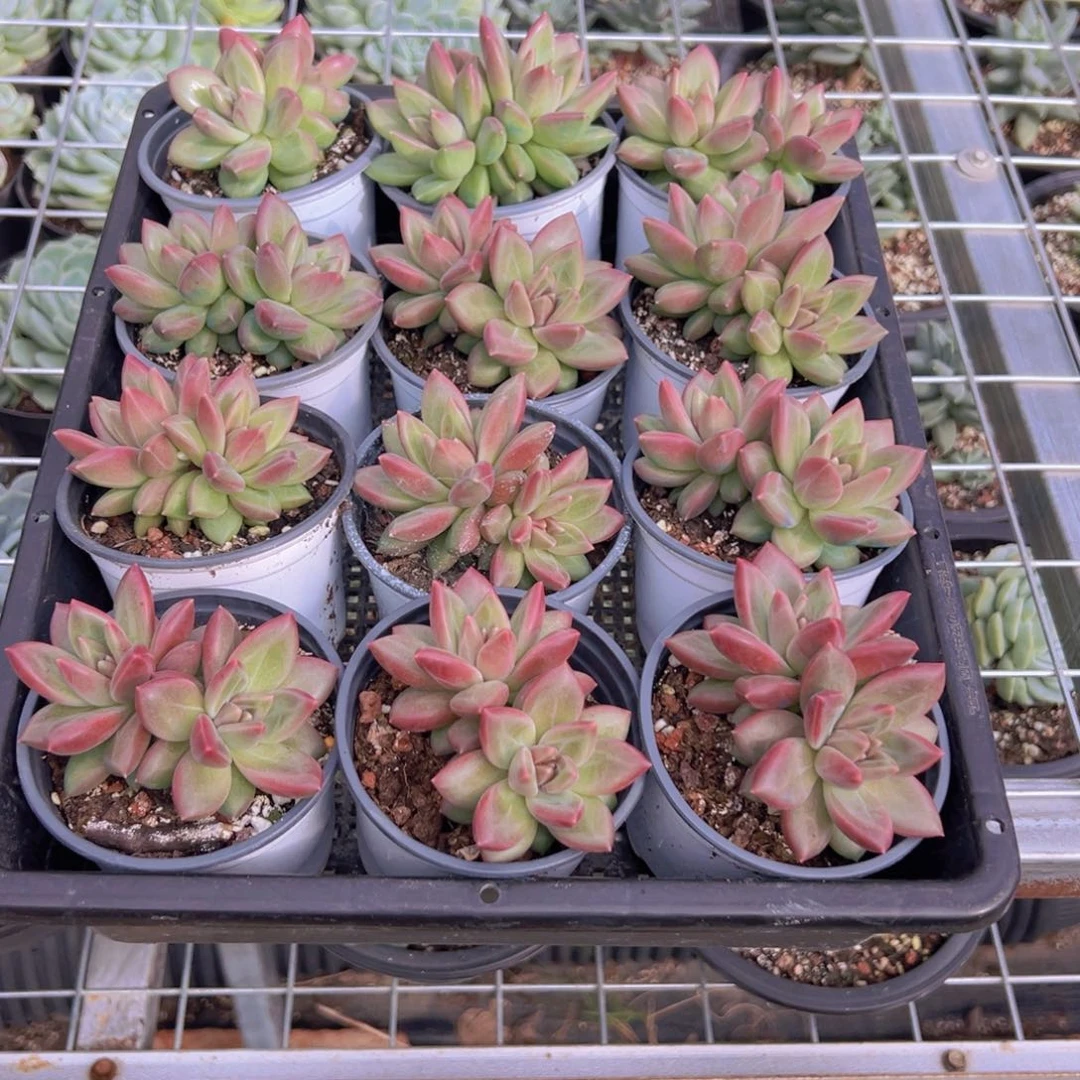 迷雾泡泡量双头发货222
