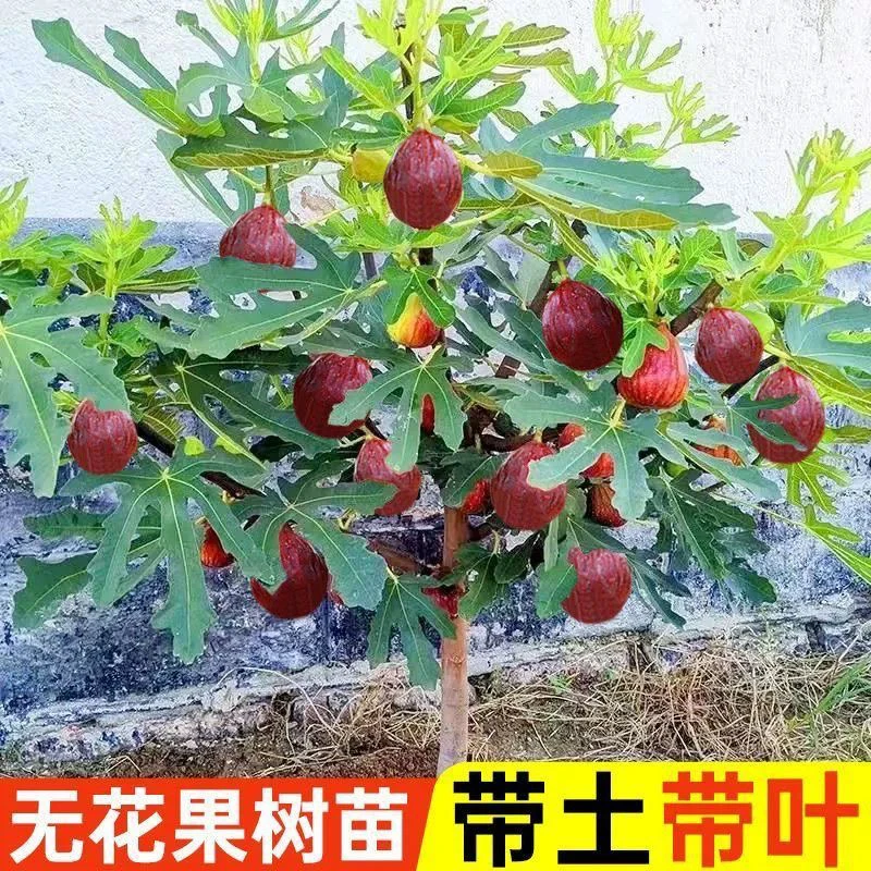 无花果树苗波姬红特大果矮化盆栽南北方阳台四季种植当年结果