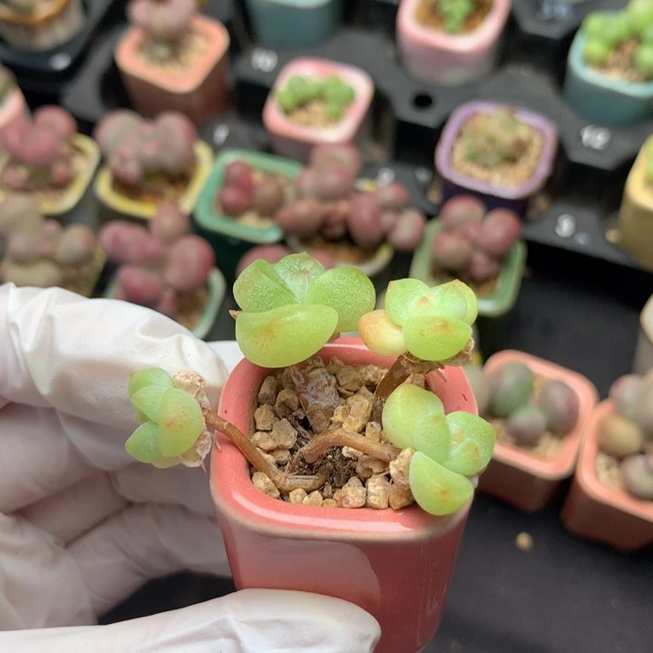 小脸冰玉 一头石化 果冻色 透的感觉