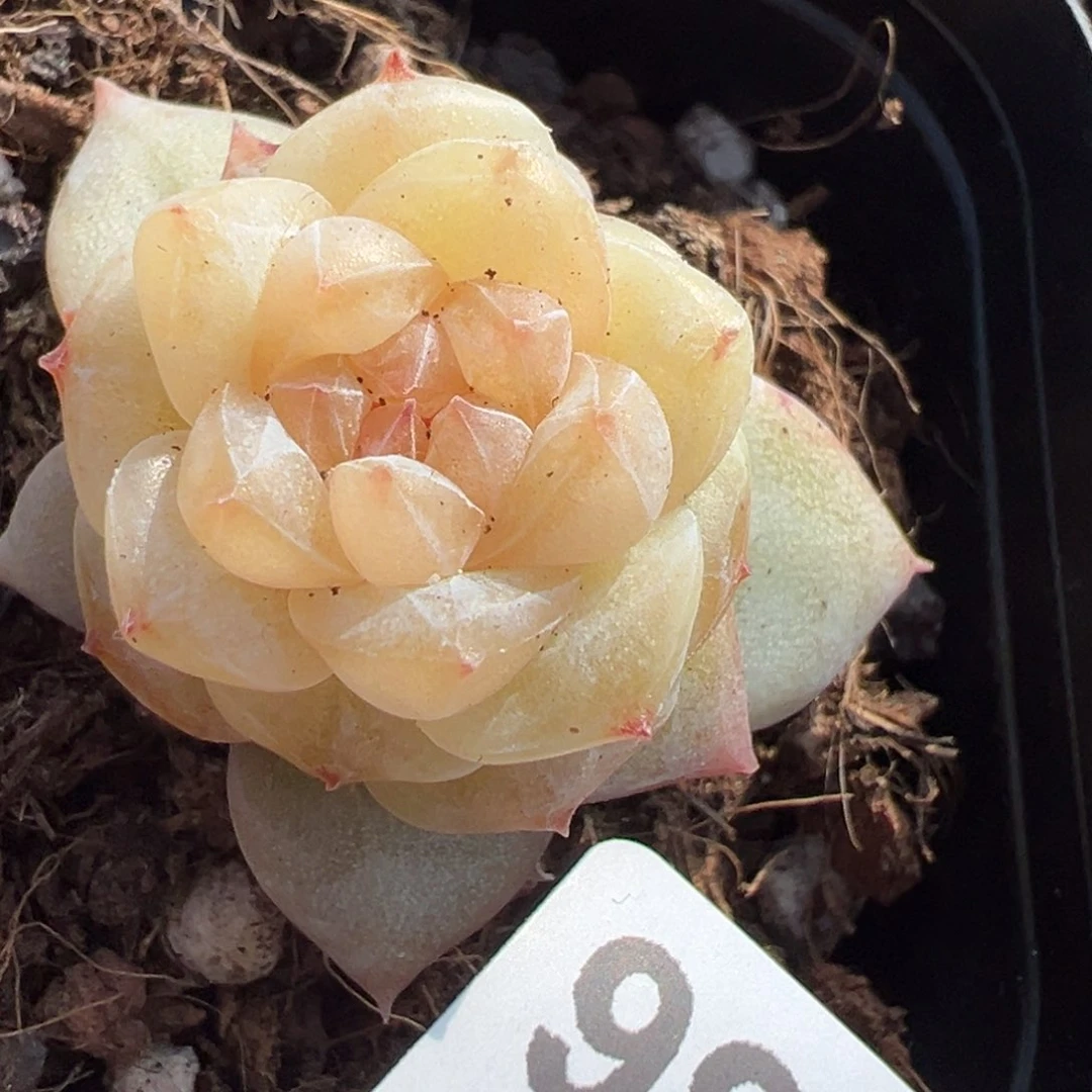 小卡拉米糖心一物一拍13-36