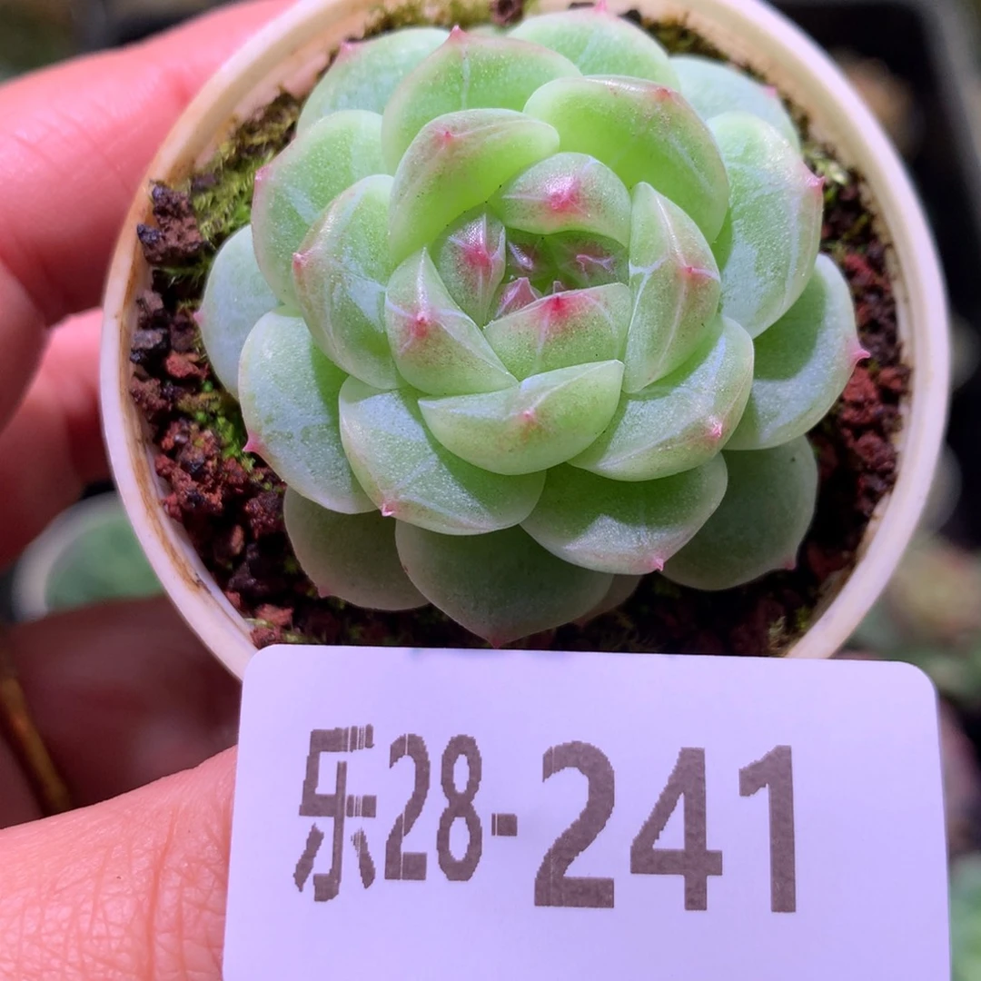 乐然28-241 珍妮新品