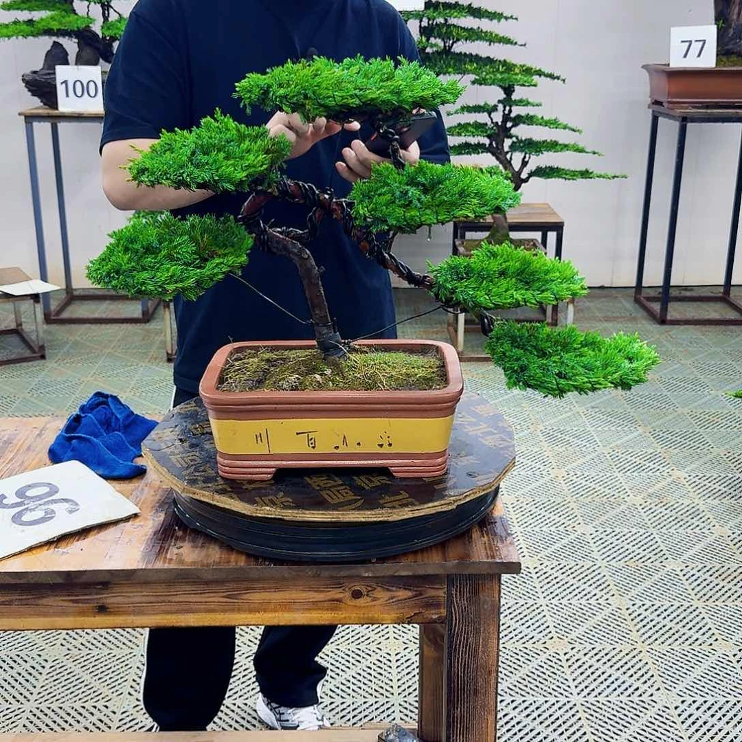 无花朵柏树造型盆景带盆
