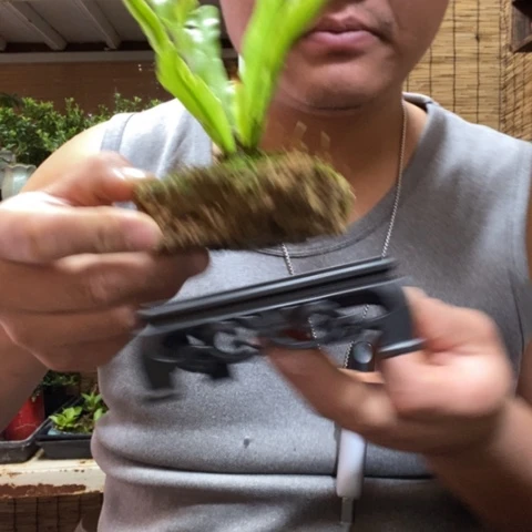 红陶李*一物一拍所见即所得97