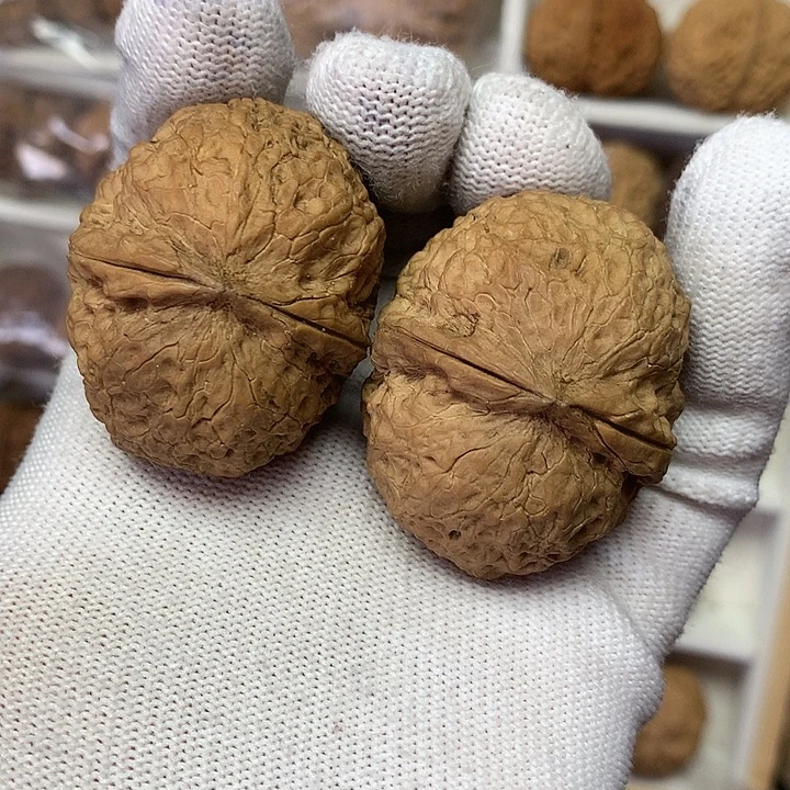 核桃43尺粗筋大元宝24号