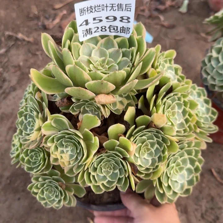 4598二号棚粉花妖N