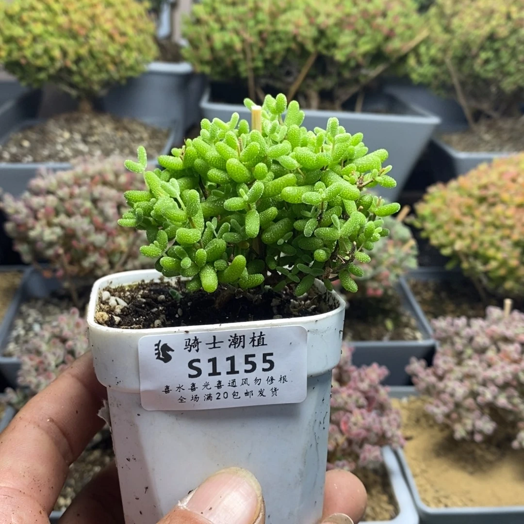 ?*1155金桔糖球枝干