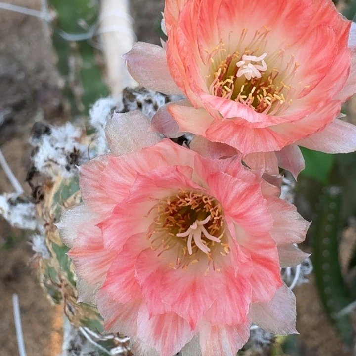 206丽花67歪3公分左右无根侧牙，20包邮