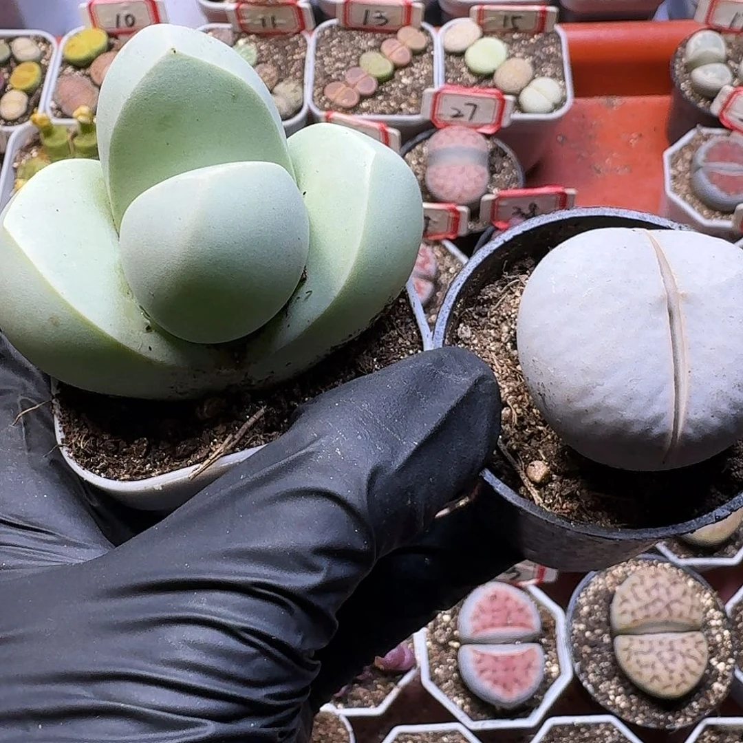 一***a生石花111111。   172